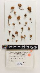 Marasmius domesticus image