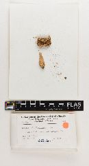 Russula albiflavescens image