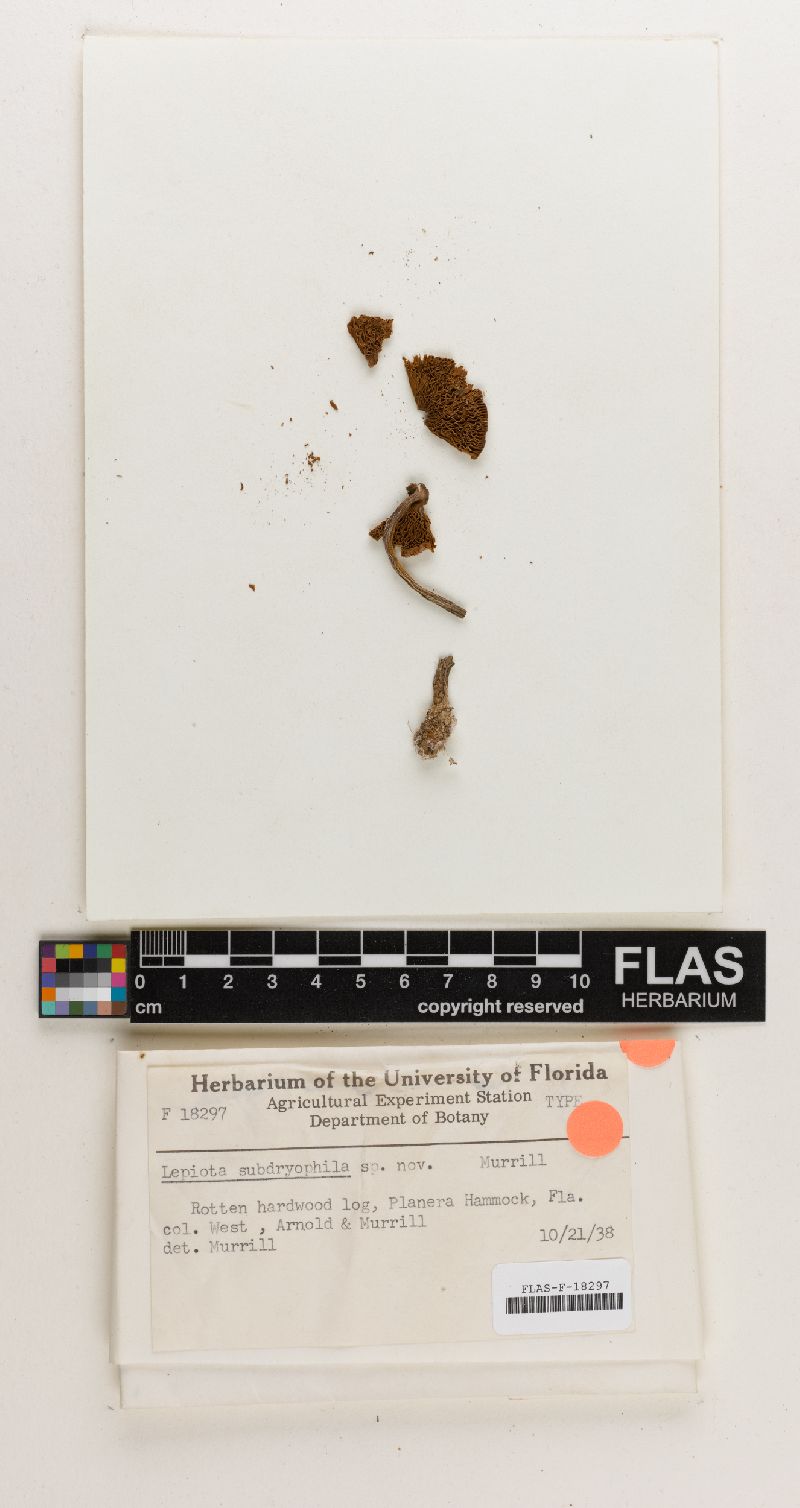 Lepiota subdryophila image