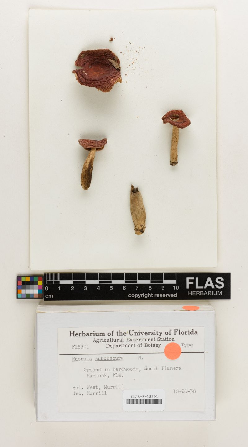 Russula subobscura image