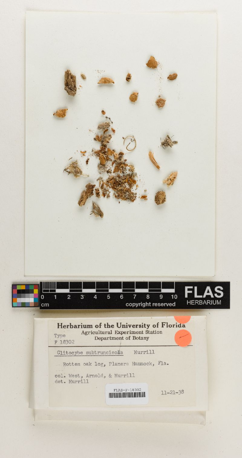Clitocybe subtruncicola image