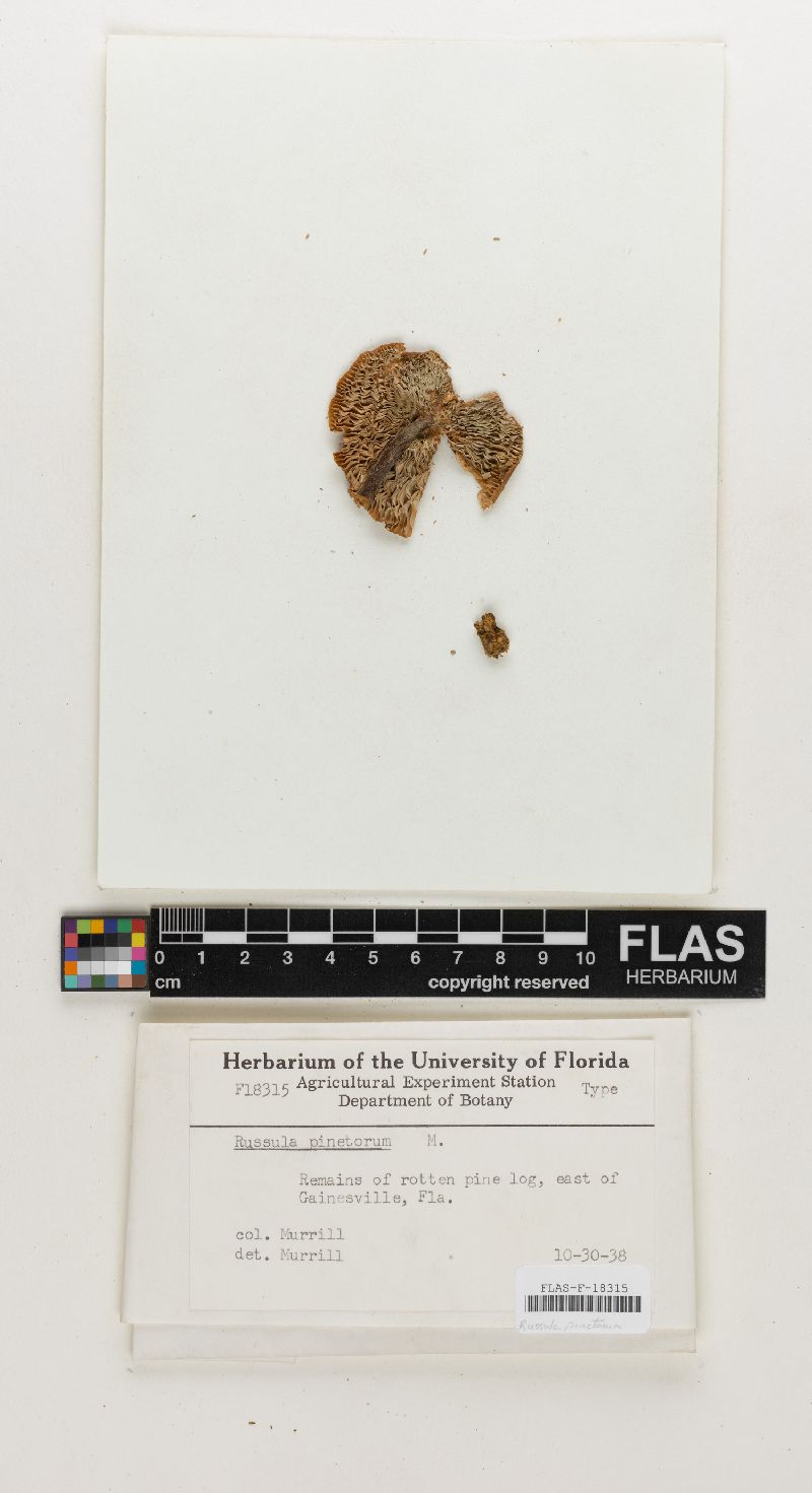 Russula pinetorum image