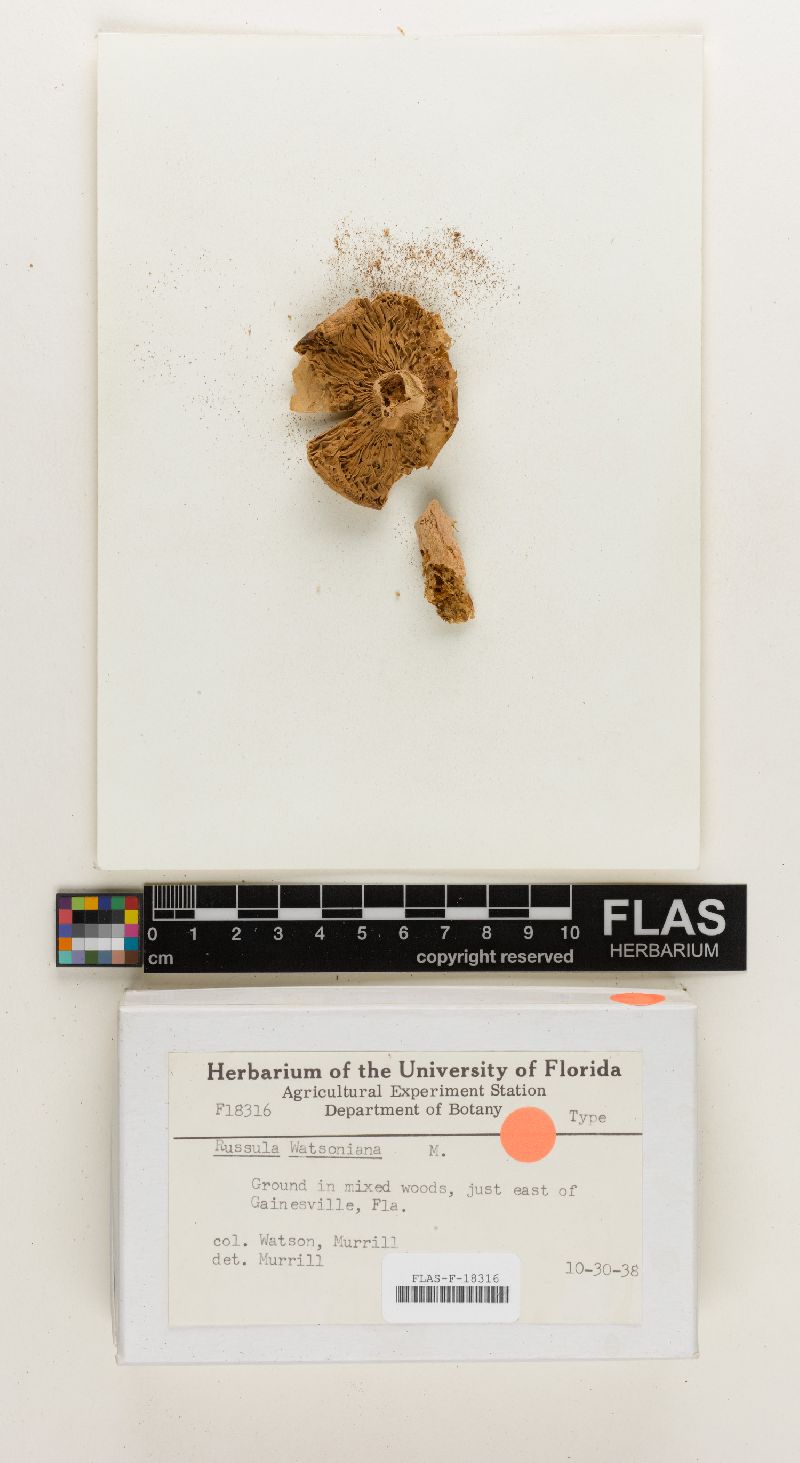 Russula watsoniana image
