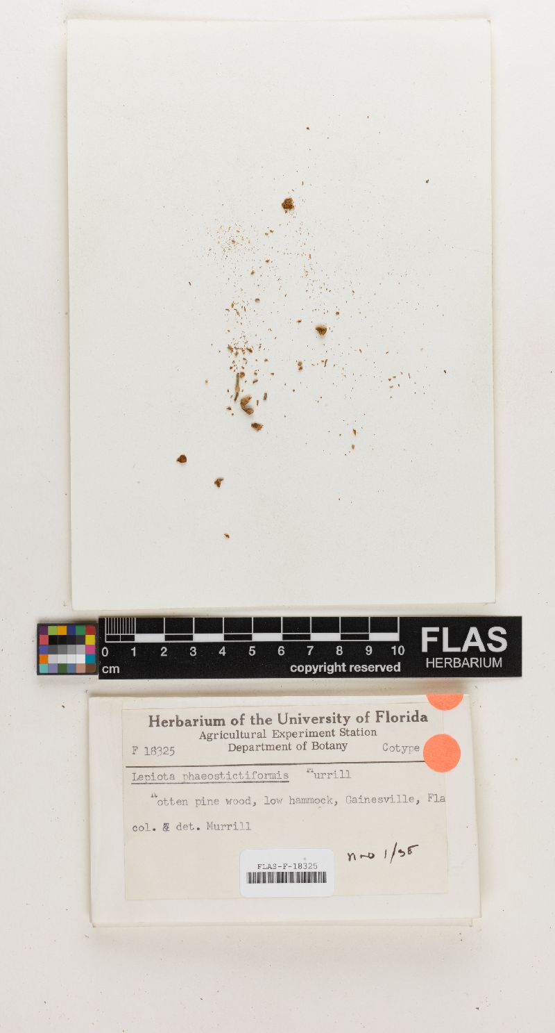 Lepiota phaeostictiformis image