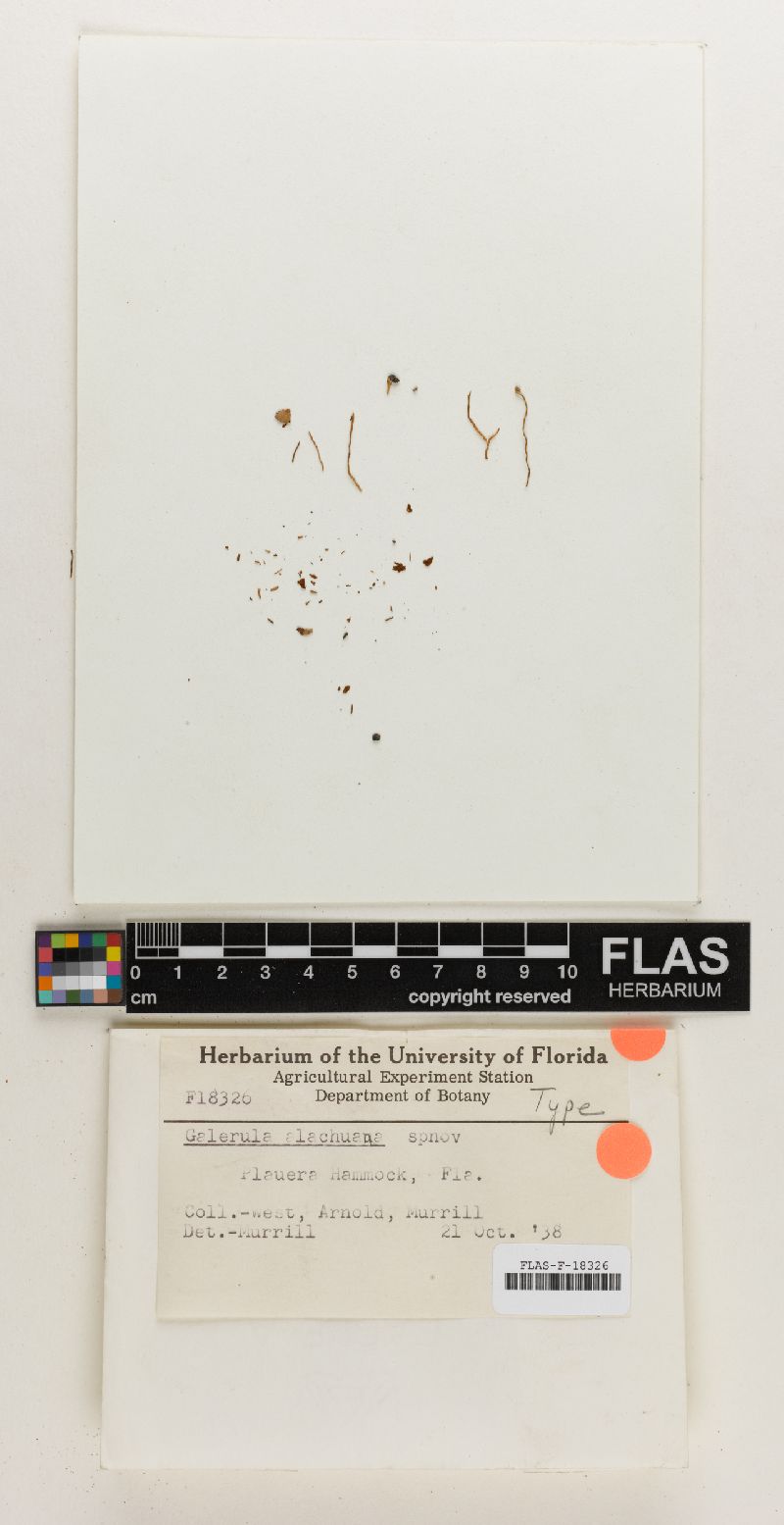 Galera alachuana image