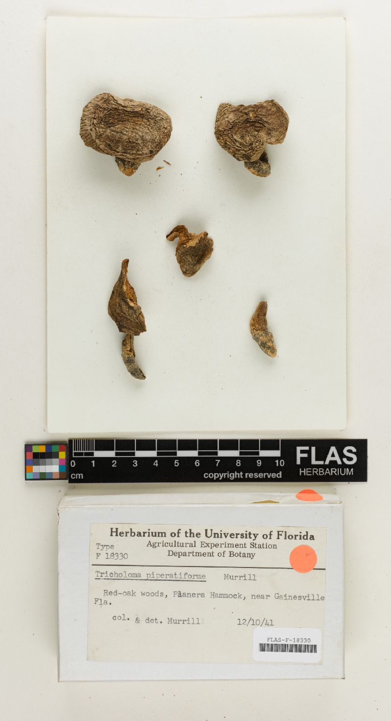 Tricholoma piperatiforme image