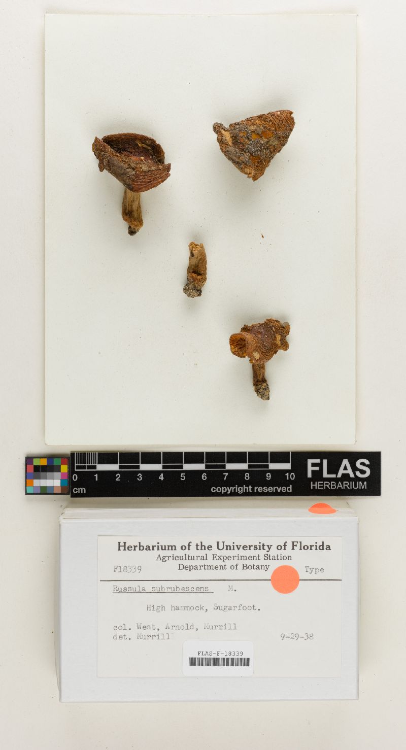 Russula subrubescens image