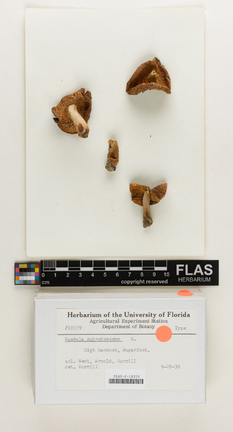 Russula subrubescens image