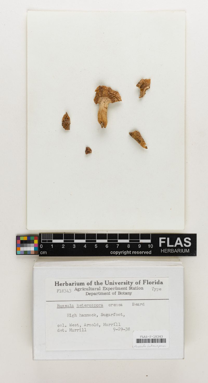 Russula heterospora image