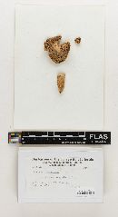 Russula tuberculata image