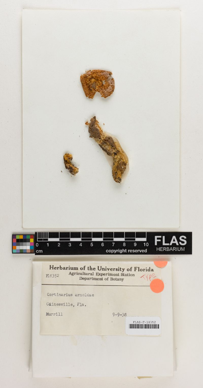 Cortinarius arnoldae image
