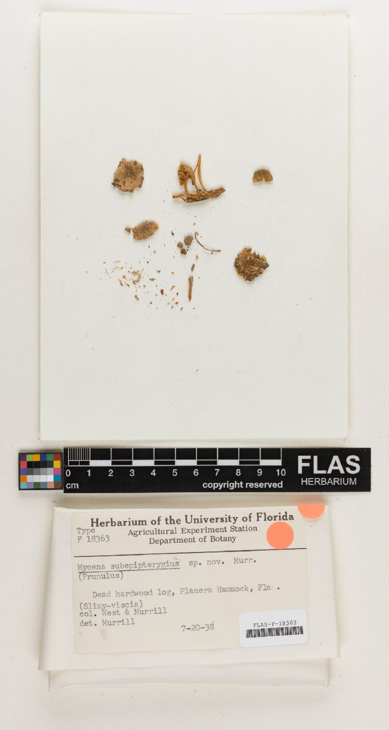 Mycena subepipterygia image