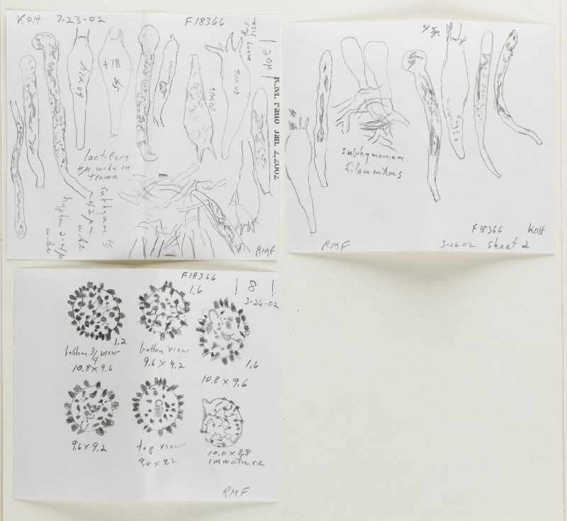 Lactarius clitocybiformis image