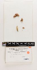 Russula glaucescentipes image