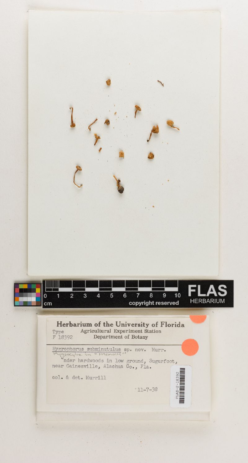 Hygrophorus subminutulus image