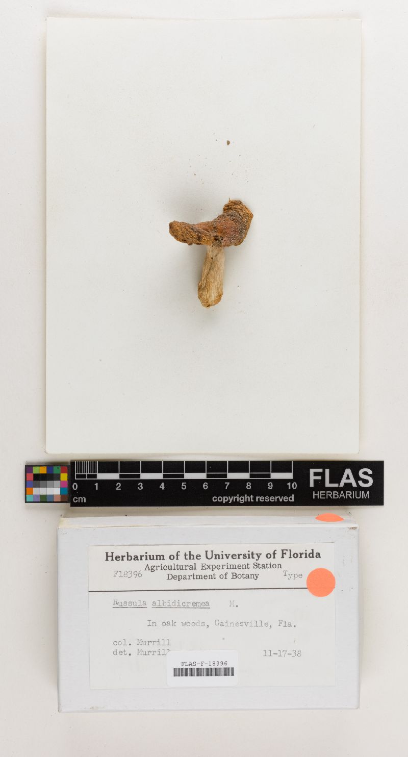 Russula albidicremea image