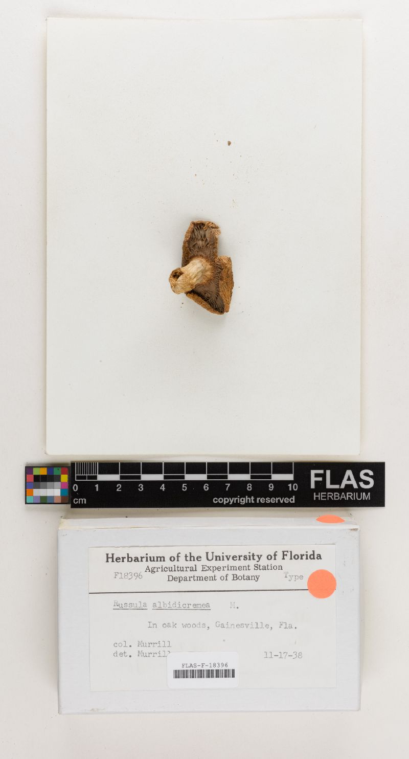 Russula albidicremea image