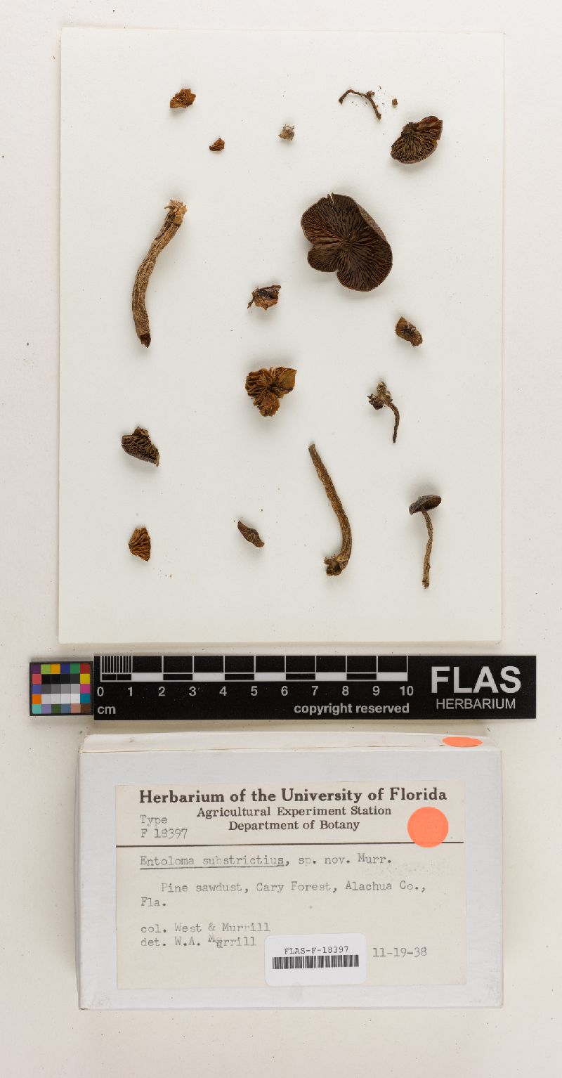 Entoloma substrictius image