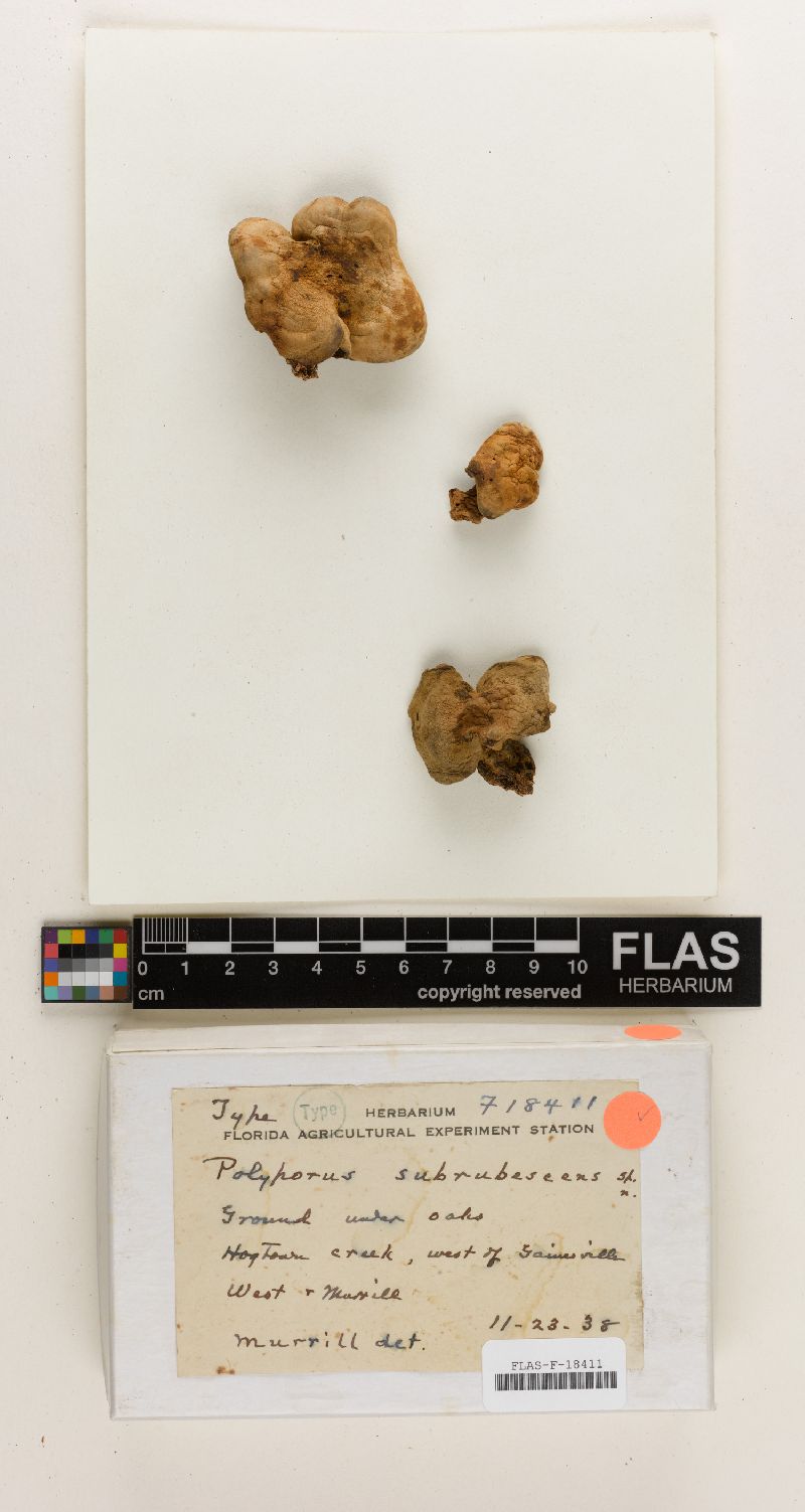 Polyporus subrubescens image