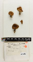Cortinarius subflavifolius image