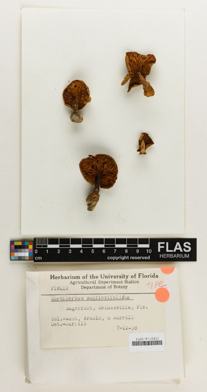 Cortinarius subflavifolius image
