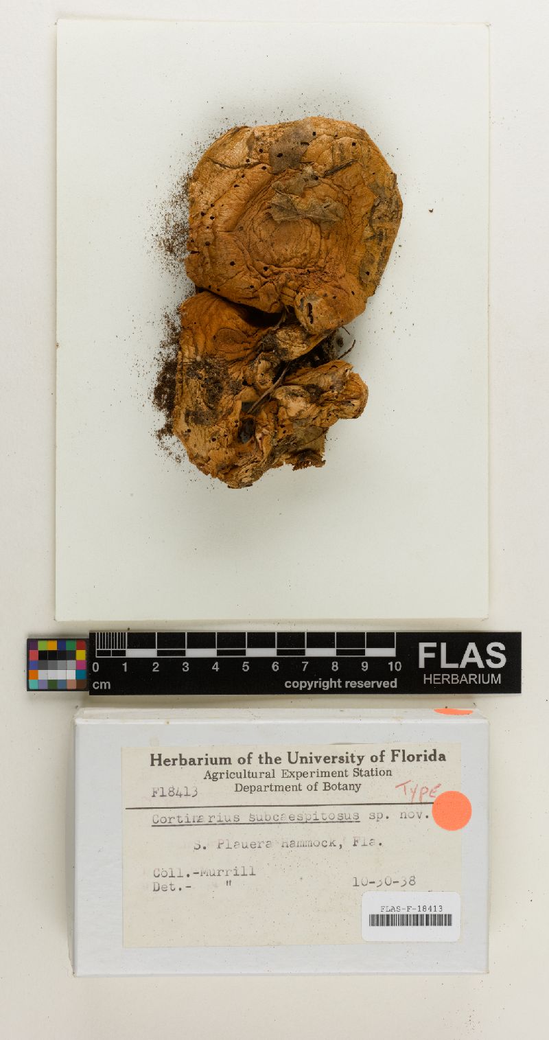 Cortinarius subcaespitosus image