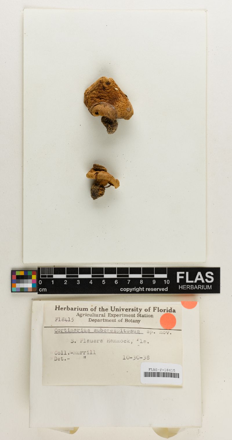 Cortinarius subcaespitosus image