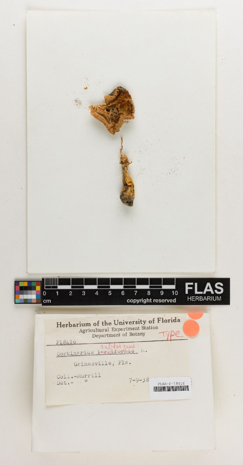 Cortinarius sublargus image