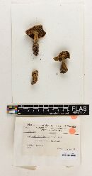 Cortinarius perferrugineus image