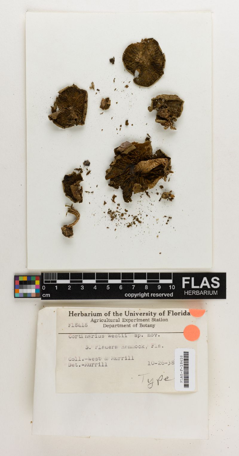 Cortinarius westii image