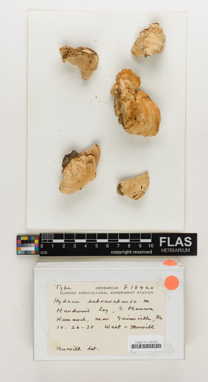 Hydnum subrawakense image