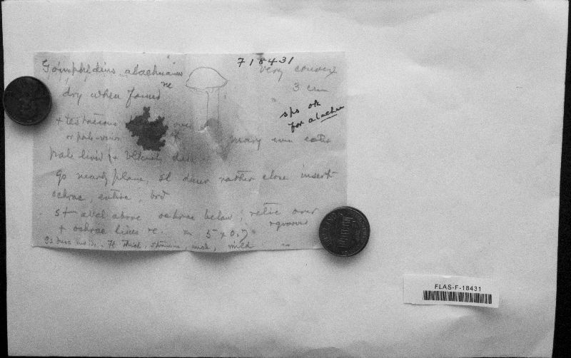 Gomphidius alachuanus image