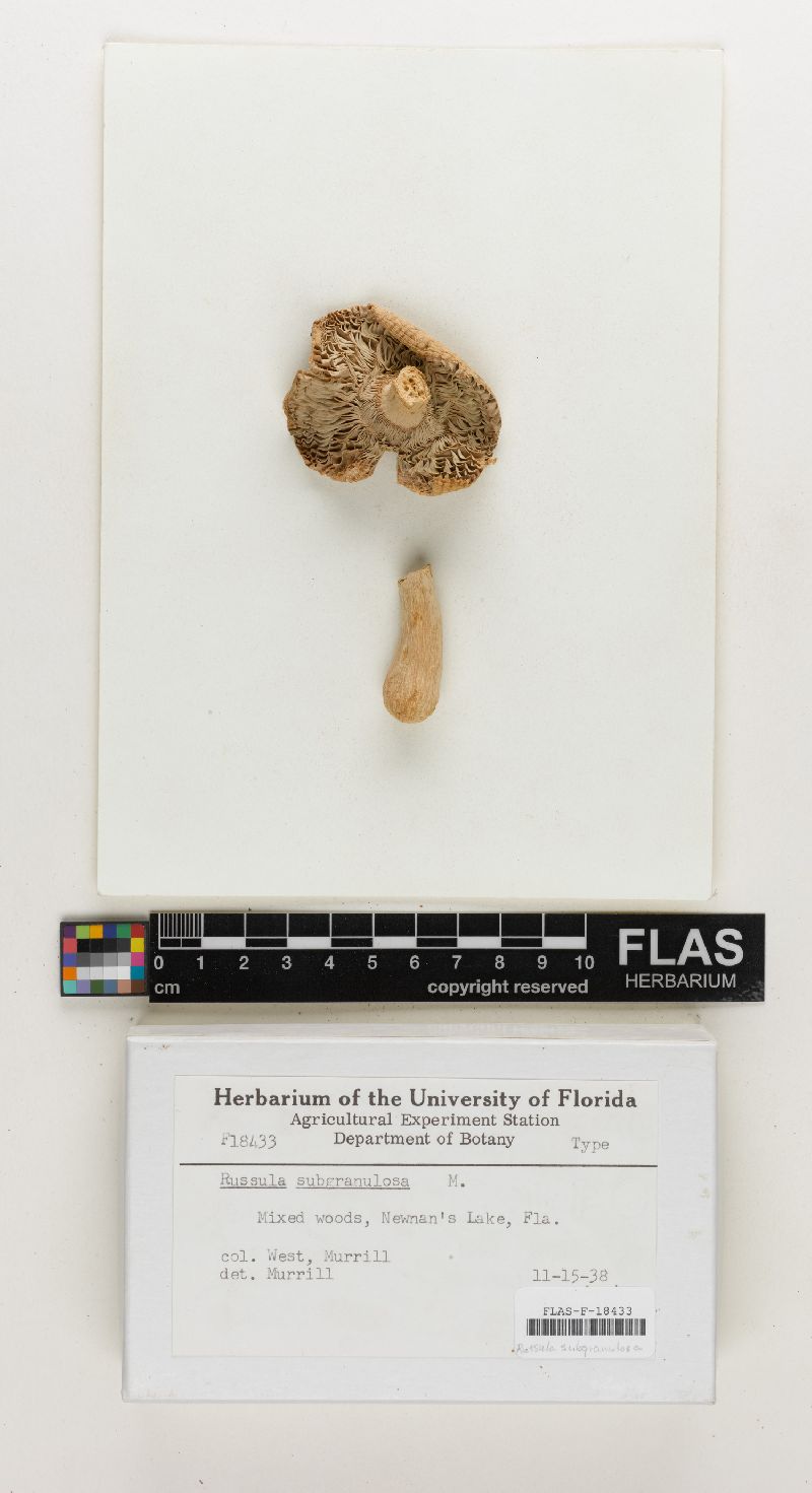 Russula subgranulosa image