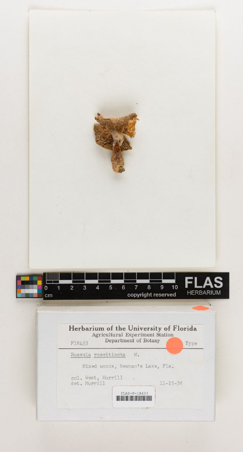 Russula roseitincta image