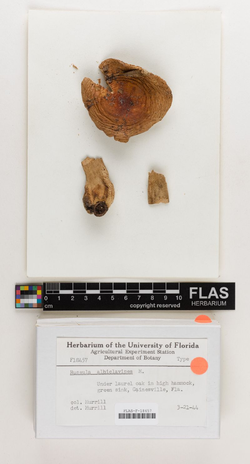 Russula albiclavipes image
