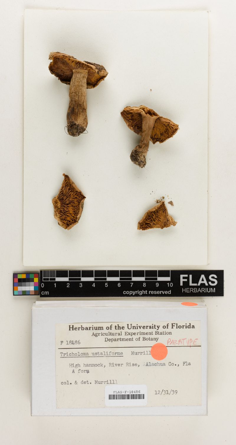 Tricholoma ustaliforme image