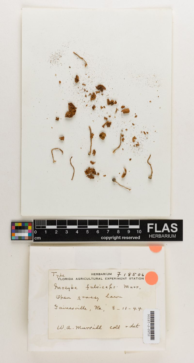 Inocybe fulvelliceps image