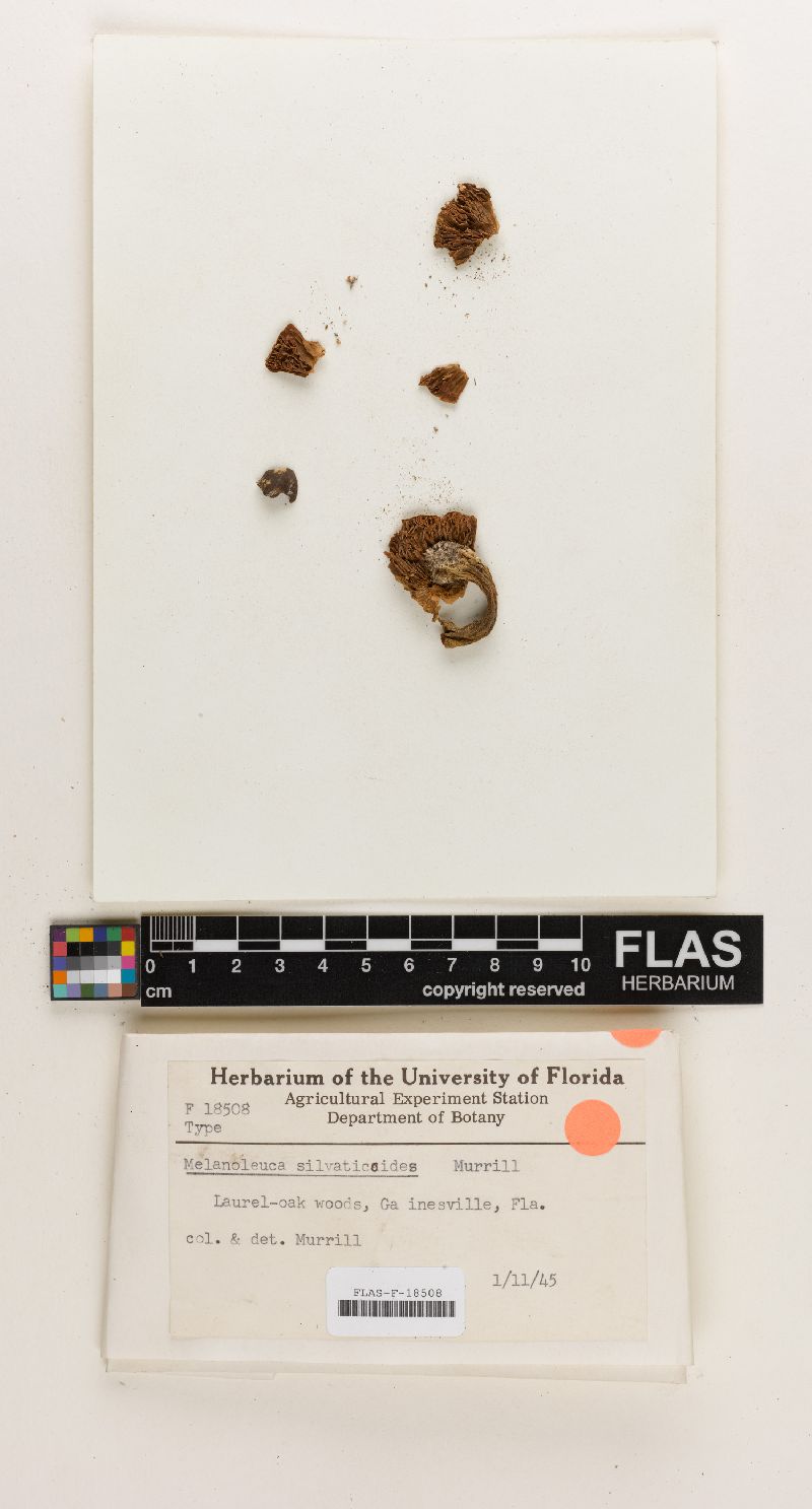 Melanoleuca silvaticoides image