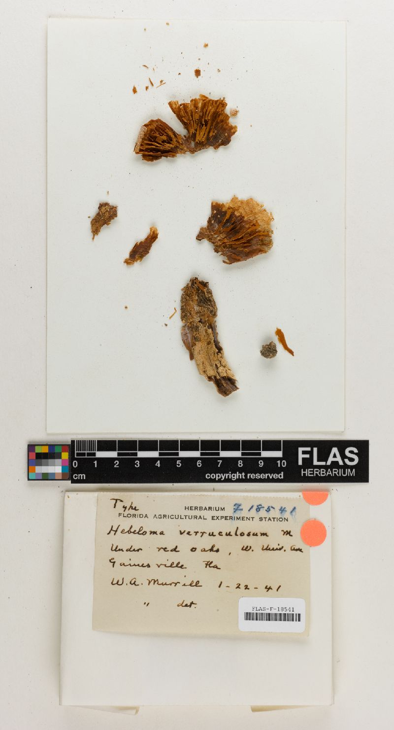 Hebeloma verruculosum image