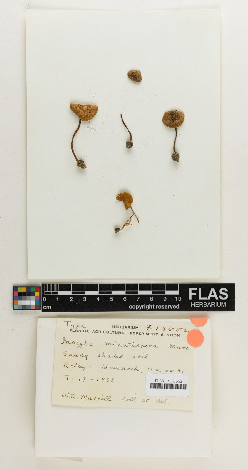 Inocybe minutispora image