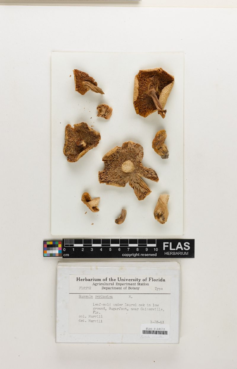Russula perlactea image