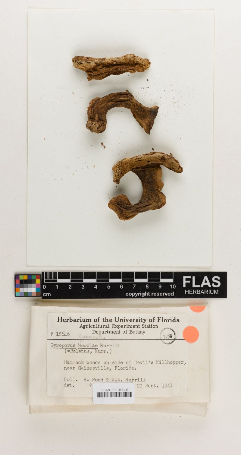 Gyroporus woodiae image