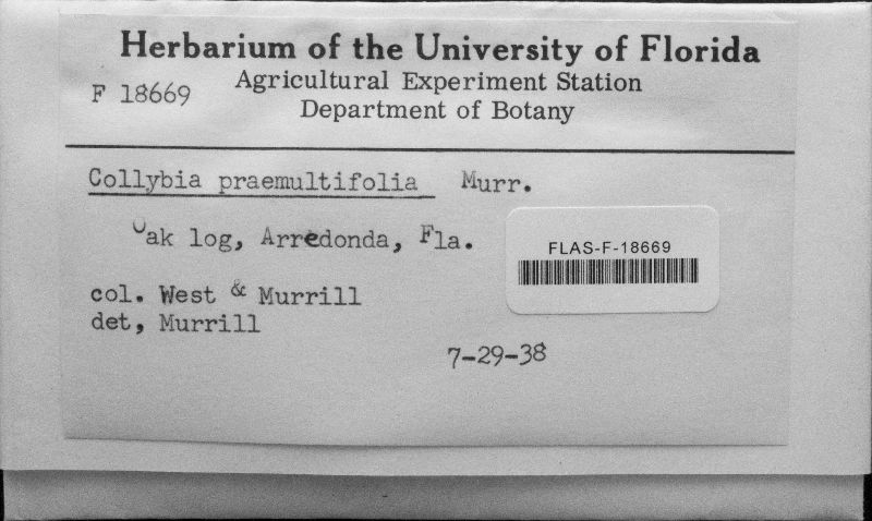 Pleurocollybia praemultifolia image