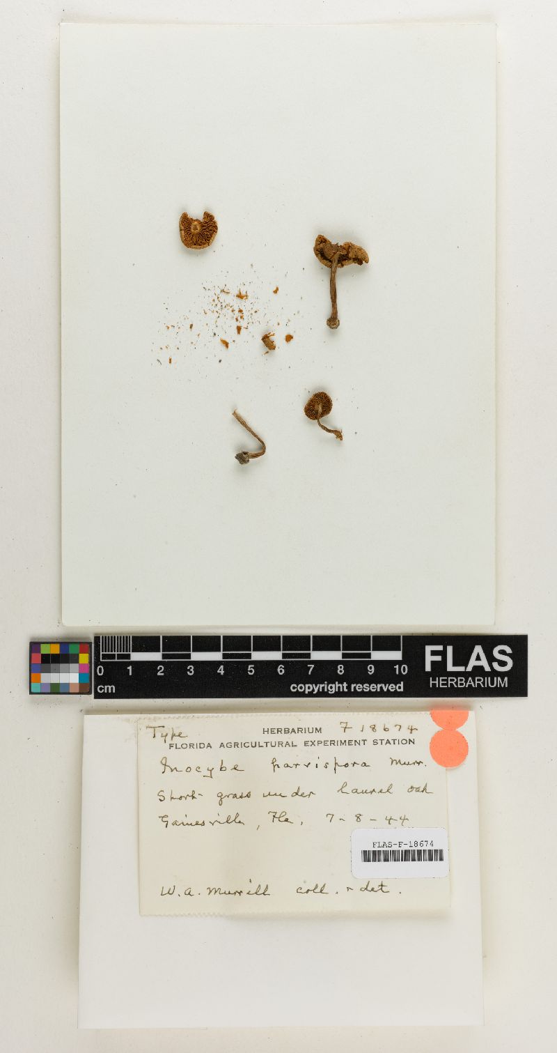 Inocybe parvispora image