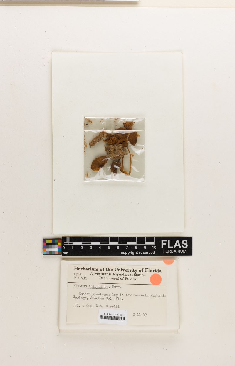 Pluteus alachuanus image