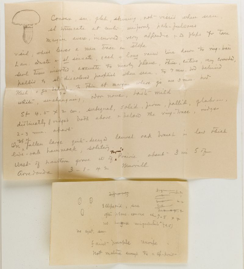 Hypholoma australe image