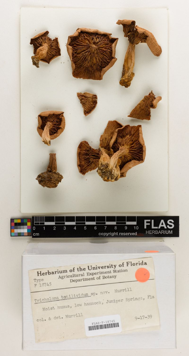 Tricholoma totilividum image