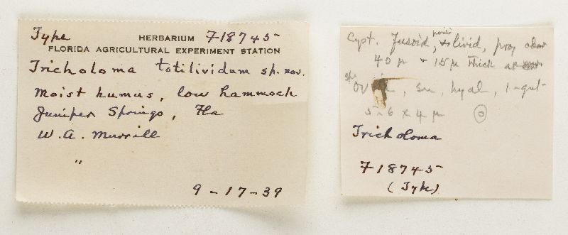 Tricholoma totilividum image