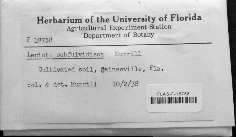 Chlorophyllum subfulvidiscum image