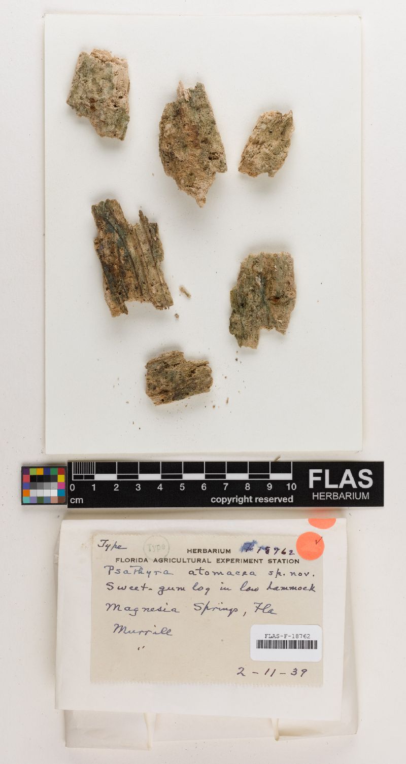 Simocybe atomacea image